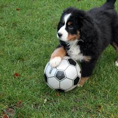 Berner sennenhund Saxo