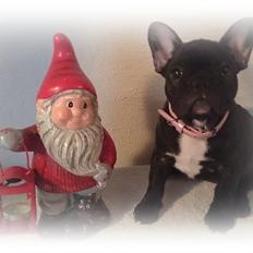 Fransk bulldog Daisy