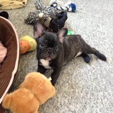 Fransk bulldog Daisy