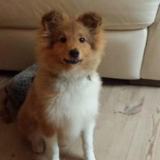 Shetland sheepdog Tarzan