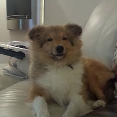 Shetland sheepdog Tarzan