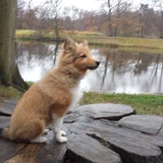 Shetland sheepdog Tarzan