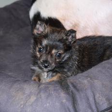 Blanding af racer Chili