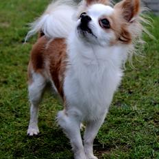 Chihuahua Viktor