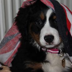 Berner sennenhund Saxo