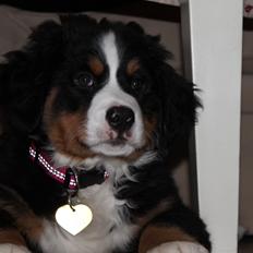 Berner sennenhund Saxo