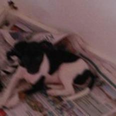 Dansk svensk gaardhund Laisa