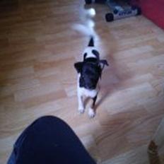 Dansk svensk gaardhund Laisa