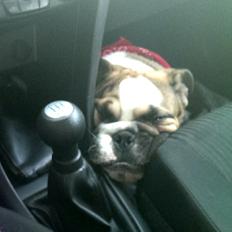 Engelsk bulldog Tyson