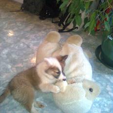 Islandsk fårehund Kenzo