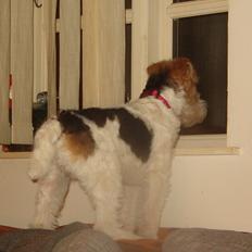 Ruhåret foxterrier Tiffy