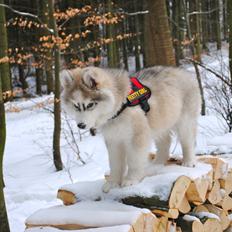 Siberian husky | Jeyzi