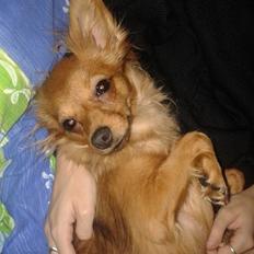 Blanding af racer Coco ( kaldt Gøje)