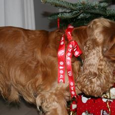 Cocker spaniel Bernard