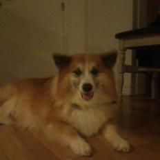 Islandsk fårehund Sokki