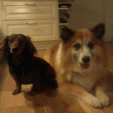 Islandsk fårehund Sokki