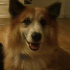 Islandsk fårehund Sokki