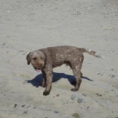 Lagotto romagnolo Sophus