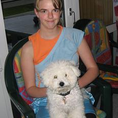 Bichon à poil frisé Max (Skovfryd Snow Max)