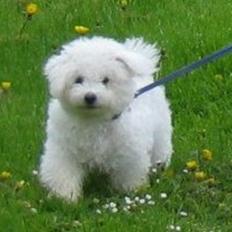 Bichon à poil frisé Max (Skovfryd Snow Max)
