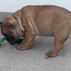 Fransk bulldog Bertram