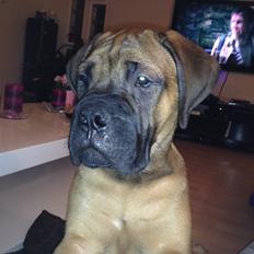 Bullmastiff Dølbert