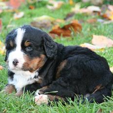 Berner sennenhund Pa-Di Sinclair's Navajo