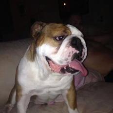 Engelsk bulldog Anton aka Bøf