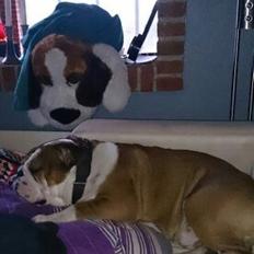 Engelsk bulldog Anton aka Bøf