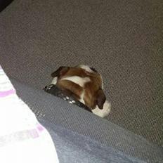 Engelsk bulldog Anton aka Bøf