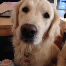 Golden retriever Molly