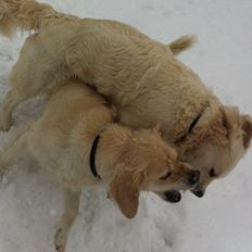 Golden retriever Molly