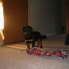 Rottweiler Febæk`s Pelé *RIP*