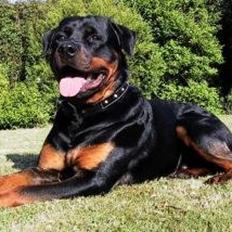 Rottweiler Febæk`s Pelé *RIP*
