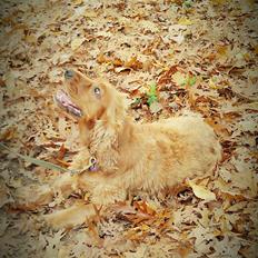 Cocker spaniel BAMSE :) HIMMELHUND ! :'(
