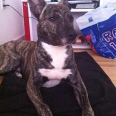 Blanding af racer Tyson