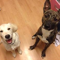 Blanding af racer Tyson