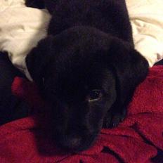 Blanding af racer sofus