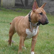 Bullterrier miniature Bullcreeks A Taste Of Honey 'Abby'