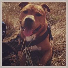 Blanding af racer BALDER *HIMMELHUND*