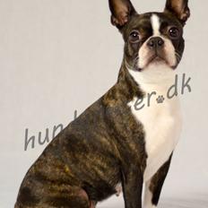 Boston terrier Bubbi