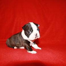 Boston terrier Cassiopeia 