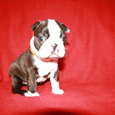 Boston terrier Cassiopeia 