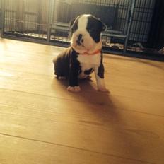 Boston terrier Cassiopeia 