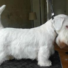 Sealyham terrier Sojus Scilla Siberica "NaNa"