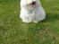 Coton de tulear Charlie - Charlie med hans bold :)