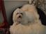 Coton de tulear Charlie - Charlie hygger sig i min stol :)