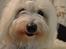 Coton de tulear Charlie - Søde pus<3