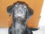 Labrador retriever Oliver. R.I.P - Hvis jeg ikke må få den så hyler jeg