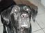 Labrador retriever Oliver. R.I.P